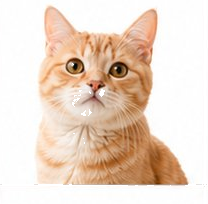 オレンジ猫